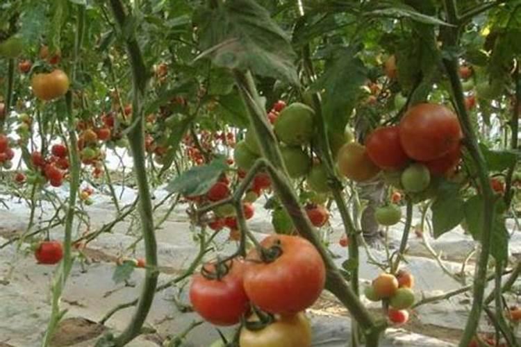 蓝莓坐果期施什么肥料