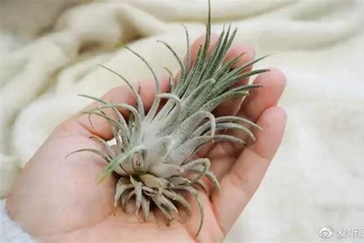 灯芯草能用除草剂吗