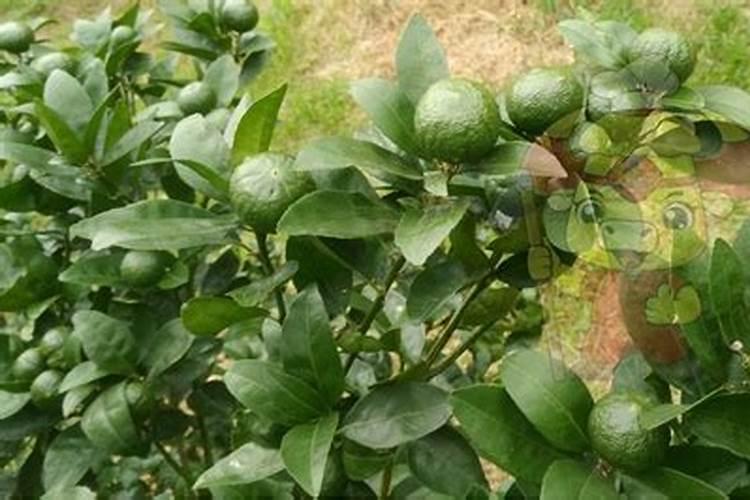 玉米用掺混肥好还是用复合肥好(种植玉米用什么复合肥好)