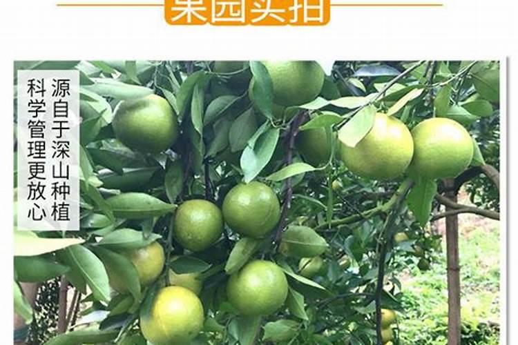 柑橘9月份管理要点,柑橘有哪些品种