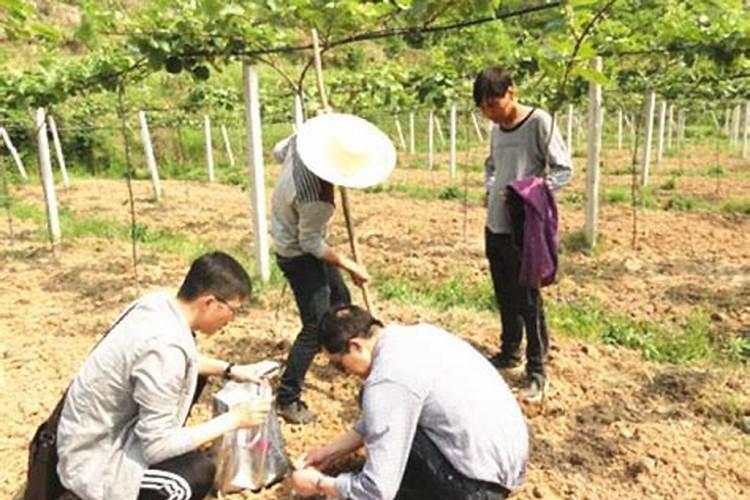 盐碱地种玉米用什么肥料最好