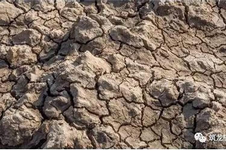 大葱先打药还是先打叶面肥