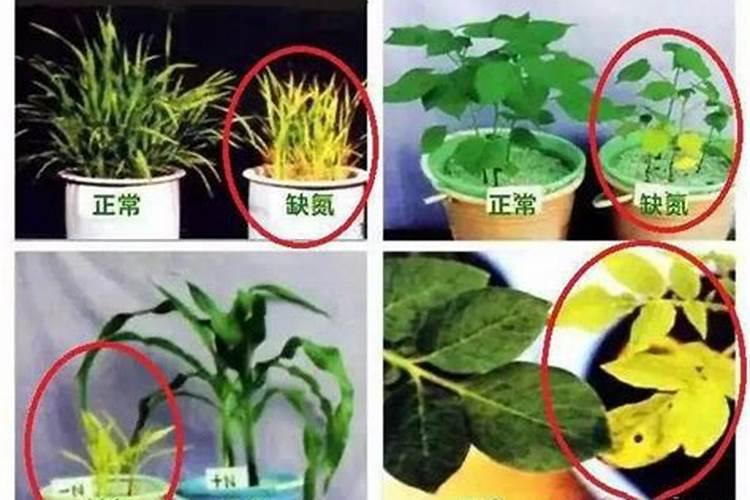 包菜又叫做卷心菜,你知道包菜要怎么施肥吗？