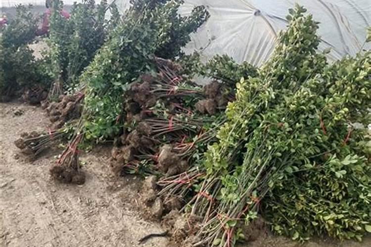 磷肥对植物的作用与功效