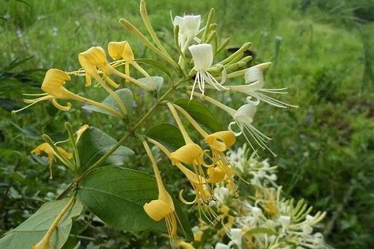 金银花用什么叶面肥好