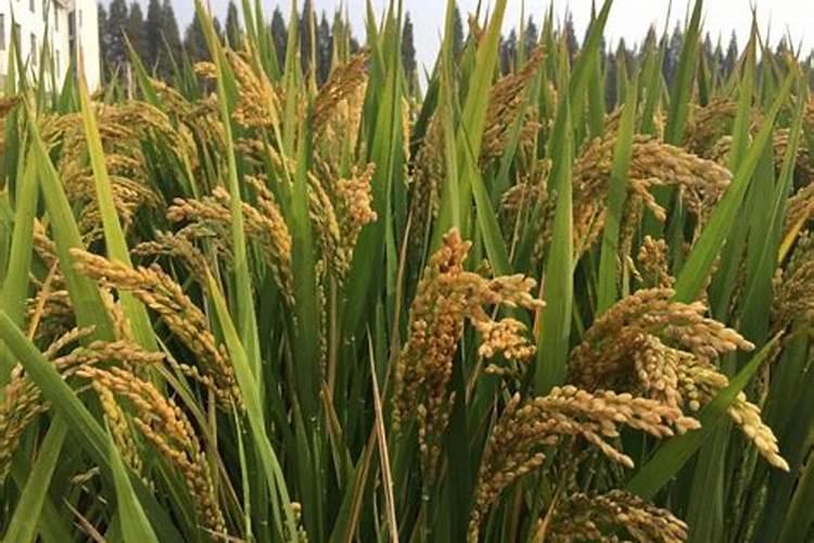 氮磷钾肥料怎么用才能种花