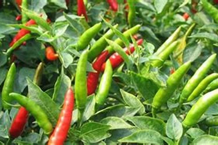 氮肥有哪几种叶面肥为氮肥