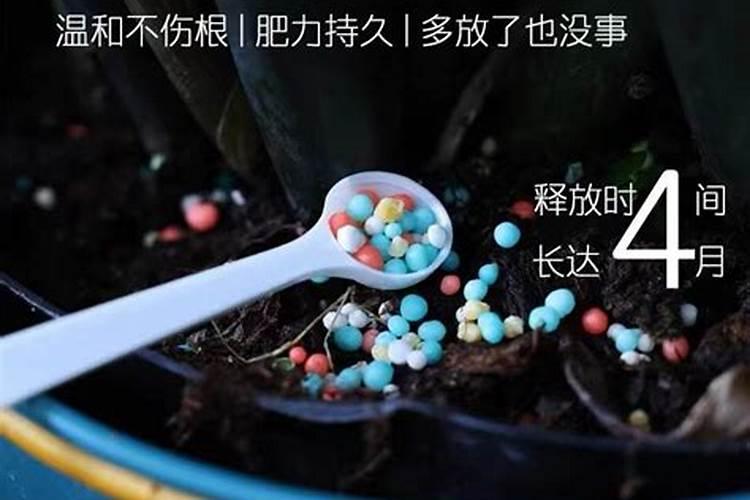 多肉植物需要什么肥料施肥的方法是什么