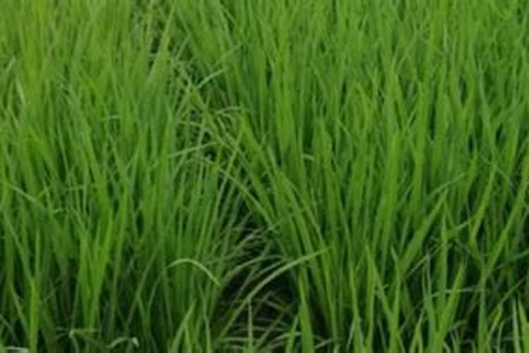 氮肥好还是尿素肥好