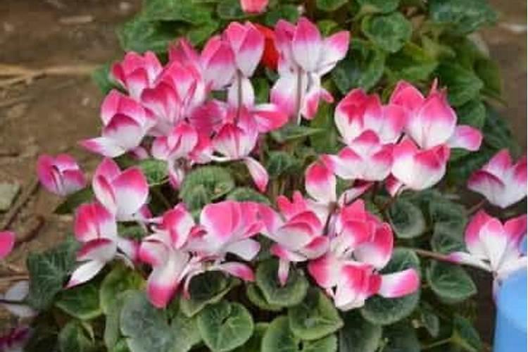 仙客来开花时如何施肥,开花后的处理
