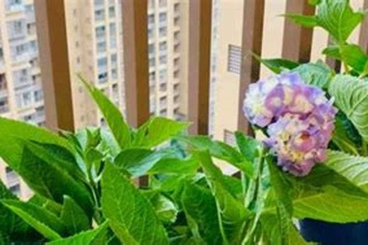 磷酸二氢钾养花的作用及使用方法是什么？