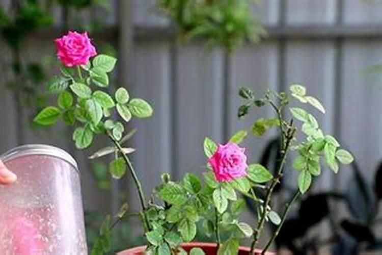 大运河复合肥料,筒介,是不是水溶肥？