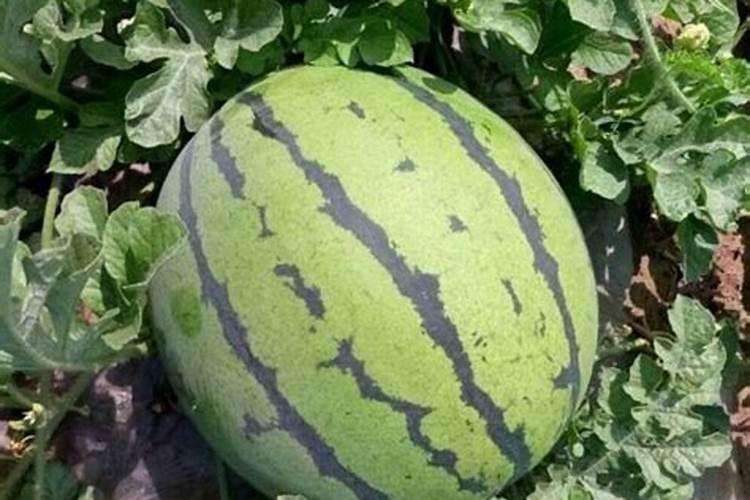 金银花施什么肥料最好(金银花施什么肥长得最快产量高)