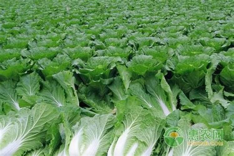 种大白菜用什么肥好？