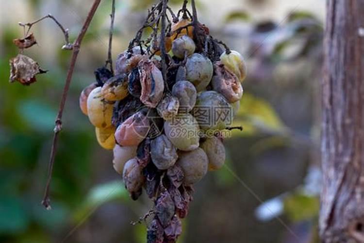 种植桃树防病施肥管理如何做？桃树增甜用什么肥料好