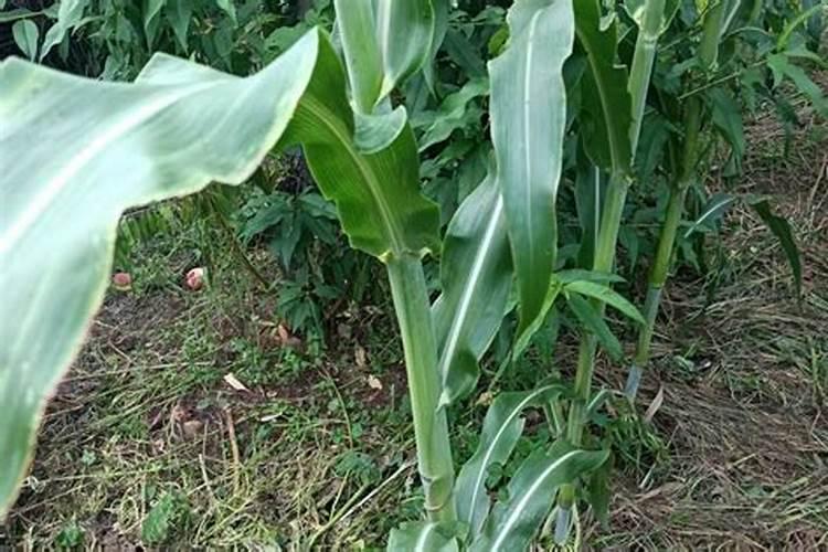 养兰花用什么肥料最好  促进兰花生根发芽的肥料