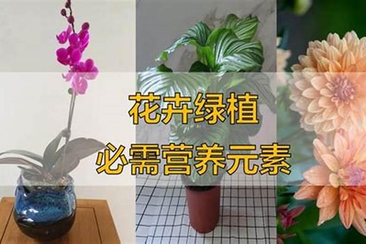 草莓花期可以施肥吗