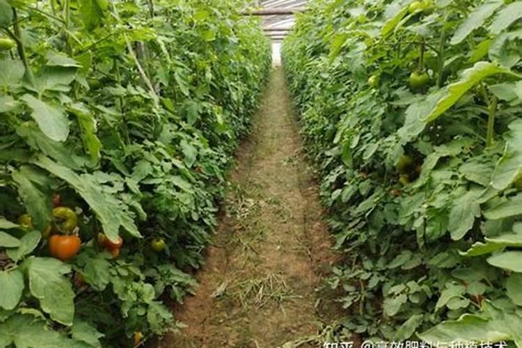 花叶子发黄缺什么肥料