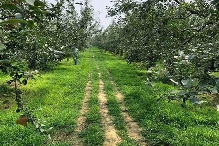 微生物菌肥颗粒的好还是粉剂好？