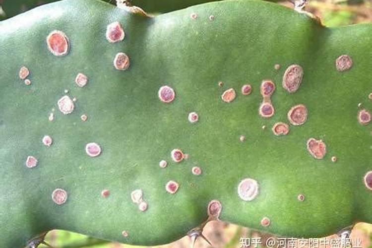 梨树炭疽病用什么药