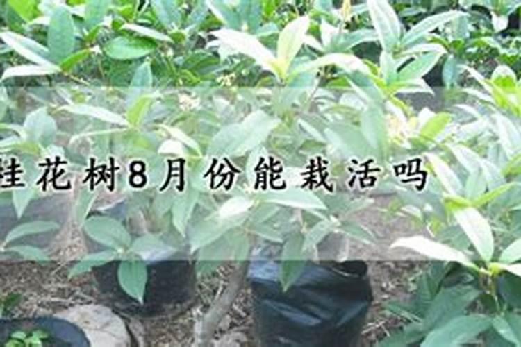桂花树施什么肥桂花树一般施什么肥