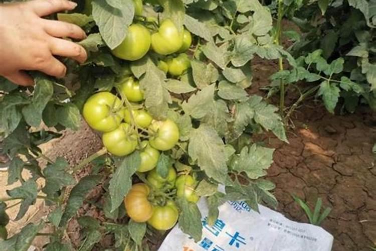 氮肥膨果还是钾肥膨果