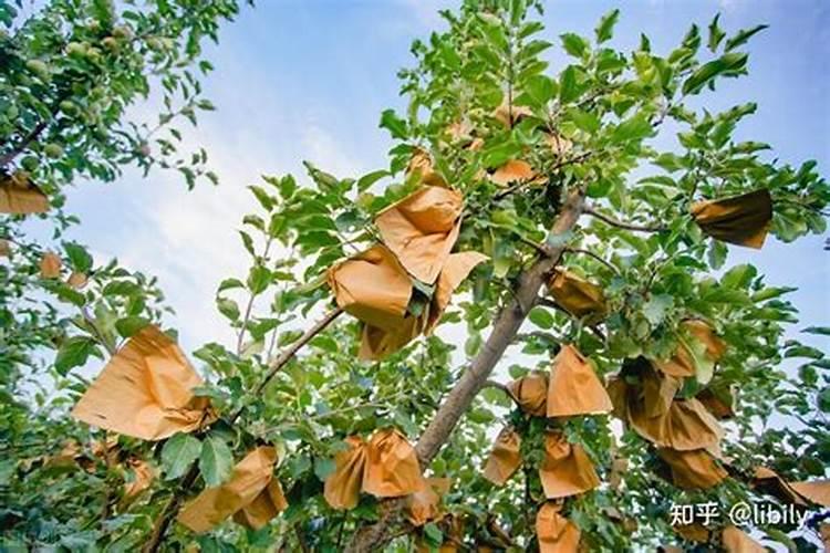 果树挂果期用什么复合肥？果树结果期专用增产叶面肥料？