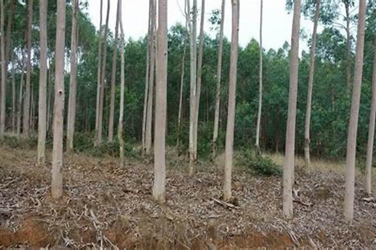 桉树基肥怎么放