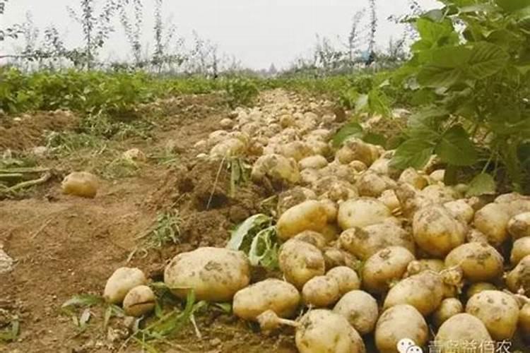 如何防治棉花蕾铃脱落