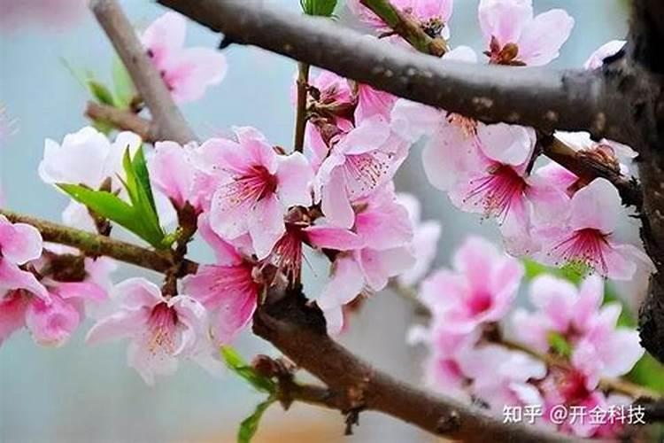 桃子成熟前怎么提高硬度 补充钙肥有用吗