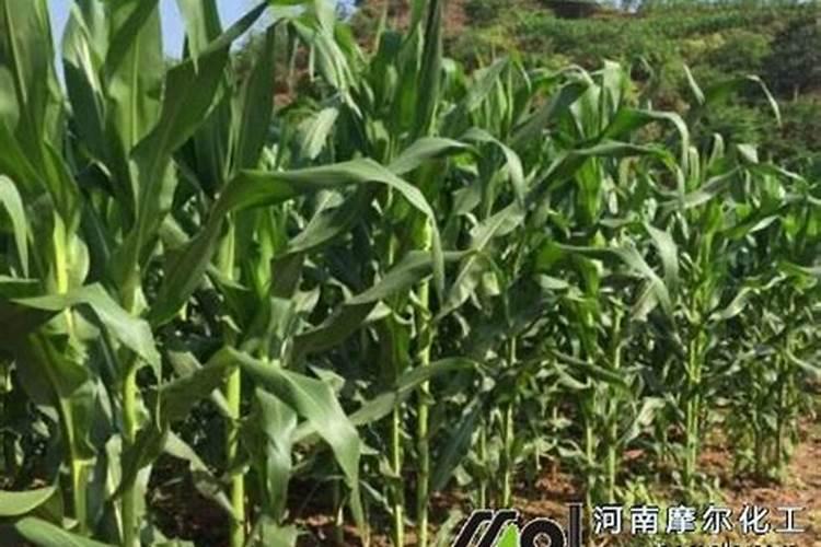 硼肥可以拌尿素混合浇施吗？