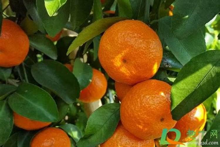 新鲜茶叶采摘后怎么处理 新鲜茶叶采摘后怎么处理