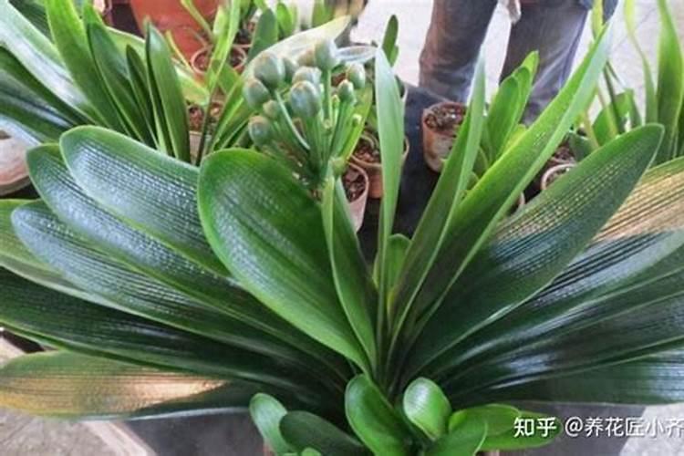 深山含笑的播种繁殖方法,4个步骤播种深山含笑