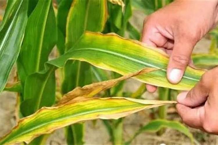 氮磷钾对植物的根茎叶分别有什么影响？