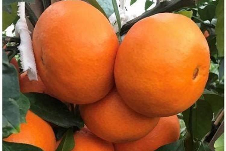 土壤有机质有何作用？有机水溶肥有何好处？