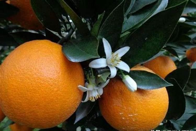 番茄在开花的时候适合用啥叶面肥来补充养分？