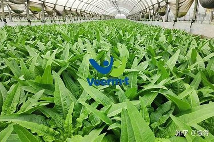 桃树该怎样施肥？