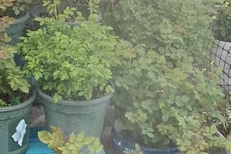 倒春寒来临之前,怎么做才能提高幼苗的抗寒性？