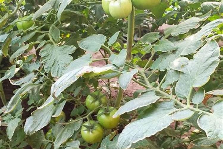 钾对葡萄生长到底有多重要？