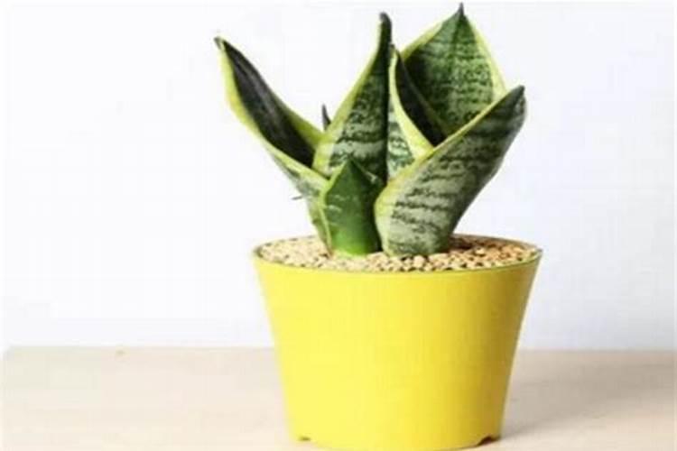 虎皮兰施什么肥好