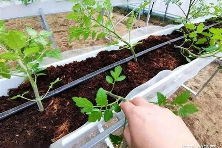 番茄定植时需要冲施肥吗