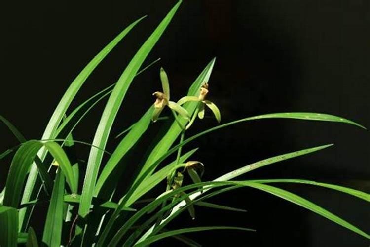 新栽兰花叶面可以喷水吗(新上盆兰花能每天喷洒水吗)