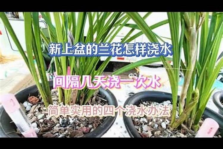 刚上盆的兰花可以喷叶面肥吗