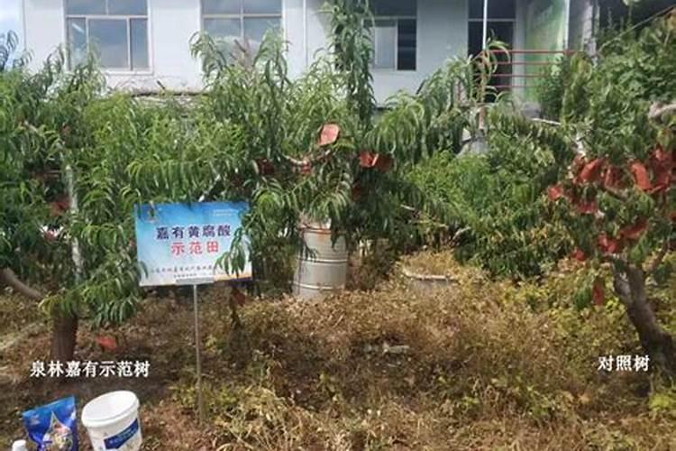 南瓜苗可以喷磷酸二氢钾吗