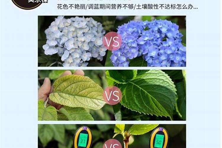 喷茶叶用什么海藻叶面肥