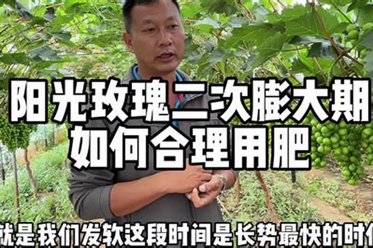 阳光玫瑰葡萄品种的种植方法