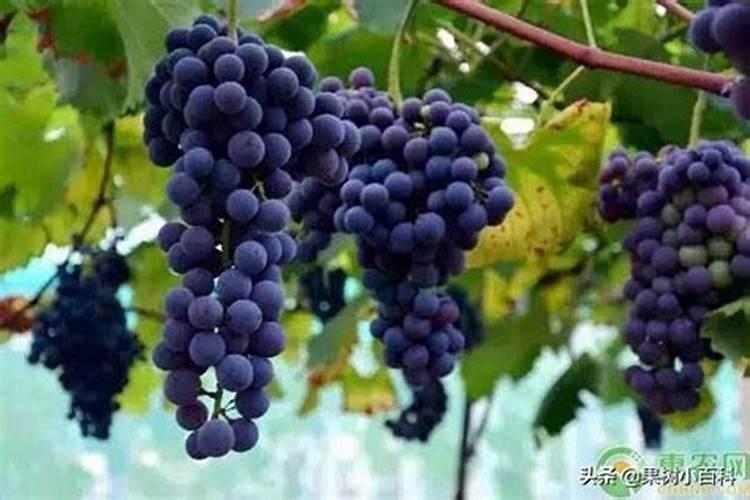 注意这3点 30天长出小花苞 三角梅在秋天总徒长不开花
