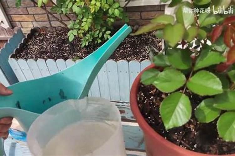 云南哪里有鲜成熟草莓