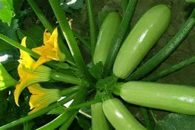 尿素可以做花肥吗