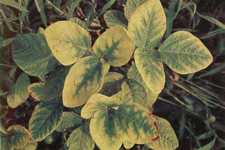 买红四申购的十大忠告